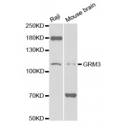 Western blot analysis of extracts of various cell lines, using GRM3 antibody (abx001976) at 1/1000 dilution.
