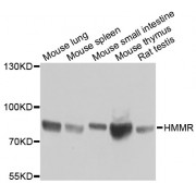 Western blot analysis of extracts of various cell lines, using HMMR antibody (abx001978) at 1/1000 dilution.