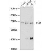 Western blot analysis of extracts of various cell lines, using PLK1 antibody (1/500 dilution).