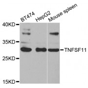 Western blot analysis of extracts of various cell lines, using TNFSF11 antibody (abx001988) at 1/1000 dilution.