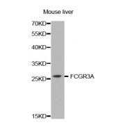 Western blot analysis of extracts of mouse liver, using FCGR3A antibody (abx001989) at 1/1000 dilution.