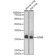 Western blot analysis of extracts of various cell lines, using GZMB antibody at 1/1000 dilution.
