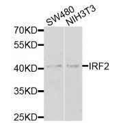 Western blot analysis of extracts of various cell lines, using IRF2 antibody (abx001995) at 1/1000 dilution.