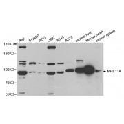 Western blot analysis of extracts of various cell lines, using MRE11A antibody (abx001996) at 1/1000 dilution.