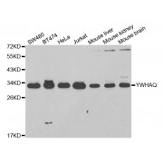 Western blot analysis of extracts of various cell lines, using YWHAQ antibody (abx002000) at 1/1000 dilution.
