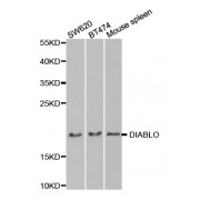 Western blot analysis of extracts of various cell lines, using DIABLO antibody (abx002001) at 1/1000 dilution.