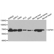 Western blot analysis of extracts of various cell lines, using AIFM1 antibody (abx002005) at 1/1000 dilution.