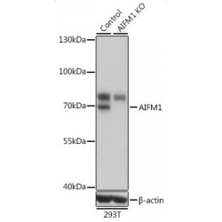 Apoptosis Inducing Factor 1, Mitochondrial (AIFM1) Antibody