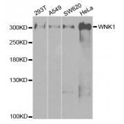 Western blot analysis of extracts of various cell lines, using WNK1 antibody (abx002006) at 1/1000 dilution.
