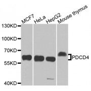 Western blot analysis of extracts of various cell lines, using PDCD4 antibody (abx002007) at 1/1000 dilution.