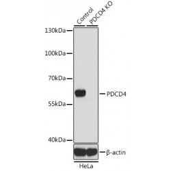 Programmed Cell Death Protein 4 (PDCD4) Antibody