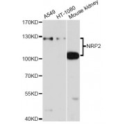 Western blot analysis of extracts of various cell lines, using NRP2 antibody (abx002017) at 1/1000 dilution.