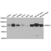 Western blot analysis of extracts of various cell lines, using DNM1L antibody (abx002022) at 1/1000 dilution.