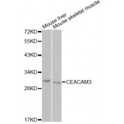 Western blot analysis of extracts of various cell lines, using CEACAM3 Antibody (abx002024) at 1/1000 dilution.