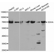 Western blot analysis of extracts of various cell lines, using SDHA antibody (abx002028) at 1/1000 dilution.
