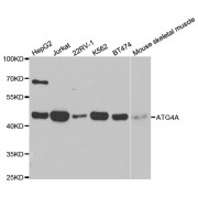 Western blot analysis of extracts of various cell lines, using ATG4A antibody (abx002031) at 1/1000 dilution.