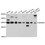 Western blot analysis of extracts of various cell lines, using MAPRE1 antibody (abx002037) at 1/1000 dilution.