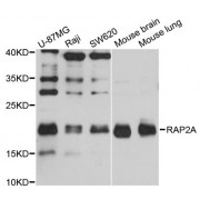 Western blot analysis of extracts of various cell lines, using RAP2A antibody (abx002039) at 1/1000 dilution.