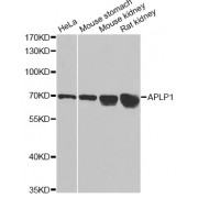 Western blot analysis of extracts of various cell lines, using APLP1 antibody (abx002045) at 1/1000 dilution.