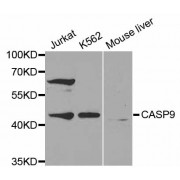 Western blot analysis of extracts of various cell lines, using CASP9 antibody (abx002046) at 1:300 dilution.