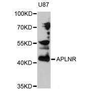 Western blot analysis of extracts of U-87MG cells, using APLNR antibody (abx002049) at 1/1000 dilution.