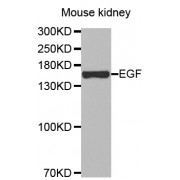 Western blot analysis of extracts of mouse kidney, using EGF antibody (abx002067) at 1/500 dilution.