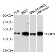 Western blot analysis of extracts of various cell lines, using GDF9 antibody (abx002074) at 1:3000 dilution.
