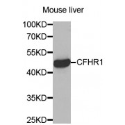 Western blot analysis of extracts of mouse liver, using CFHR1 antibody (abx002075) at 1/200 dilution.
