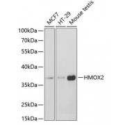 Western blot analysis of extracts of various cell lines, using HMOX2 antibody (1/400 dilution).