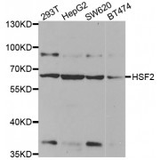 Western blot analysis of extracts of various cell lines, using HSF2 antibody (abx002077) at 1:400 dilution.
