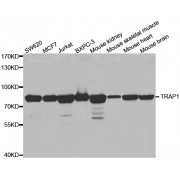 Western blot analysis of extracts of various cell lines, using TRAP1 antibody (abx002078) at 1/1000 dilution.
