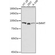 WB analysis of extracts of various cell lines, using IMMT antibody (abx002081) at 1/1000 dilution.