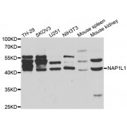 Western blot analysis of extracts of various cell lines, using NAP1L1 antibody (abx002085) at 1:400 dilution.
