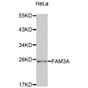 Western blot analysis of extracts of HeLa cells, using FAM3A antibody (abx002089).