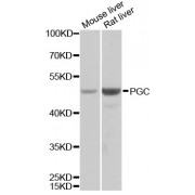 Western blot analysis of extracts of various cell lines, using PGC antibody (abx002093) at 1/1000 dilution.