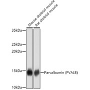 Western blot analysis of extracts of Mouse skeletal muscle and Rat skeletal muscle using PVALB antibody (abx002095, 1/1000 dilution) followed by secondary antibody HRP-Conjugated Goat Anti-Rabbit IgG, H+L (<a href = "https://www.abbexa.com/goat-anti-rabbit-igg-hl-antibody-hrp-p-44932">abx005548</a>, 1/10000 dilution), and 3% non-fat dried milk in TBST for blocking.