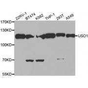 Western blot analysis of extracts of various cell lines, using USO1 antibody (abx002098) at 1/500 dilution.
