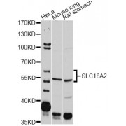 Western blot analysis of extracts of various cell lines, using SLC18A2 antibody (abx002099) at 1/2000 dilution.