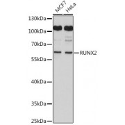 Western blot analysis of extracts of various cell lines, using RUNX2 antibody (1/2000 dilution).