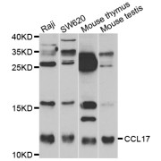 Western blot analysis of extracts of various cell lines, using CCL17 antibody (abx002107) at 1:400 dilution.