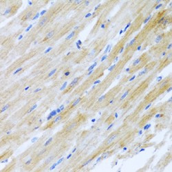 C-C Motif Chemokine 17 (CCL17) Antibody