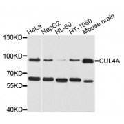 Western blot analysis of extracts of various cell lines, using CUL4A antibody (abx002116) at 1/1000 dilution.