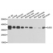 Western blot analysis of extracts of various cell lines, using GJD2 antibody (abx002117) at 1/1000 dilution.