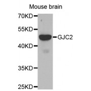 Western blot analysis of extracts of mouse brain, using GJC2 antibody (abx002118) at 1/500 dilution.