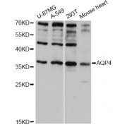 Western blot analysis of extracts of various cell lines, using AQP4 antibody (abx002120) at 1:3000 dilution.