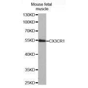 Western blot analysis of extracts of mouse fetal muscle, using CX3CR1 antibody (abx002122).