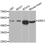 Western blot analysis of extracts of various cell lines, using DRD1 antibody (abx002124) at 1/500 dilution.
