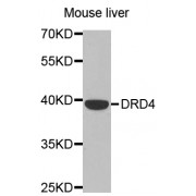 Western blot analysis of extracts of mouse liver, using DRD4 antibody (abx002125) at 1/500 dilution.