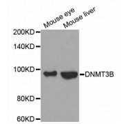 Western blot analysis of extracts of various cell lines, using DNMT3B antibody (abx002130) at 1:300 dilution.