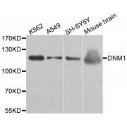 Western blot analysis of extracts of various cell lines, using DNM1 antibody (abx002132) at 1/500 dilution.